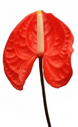anthurium