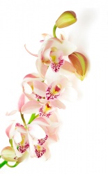 cymbidium