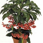 Ardisiacrenata