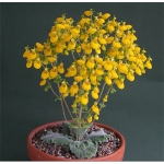 calceolaria
