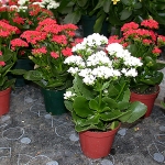 kalanchoe